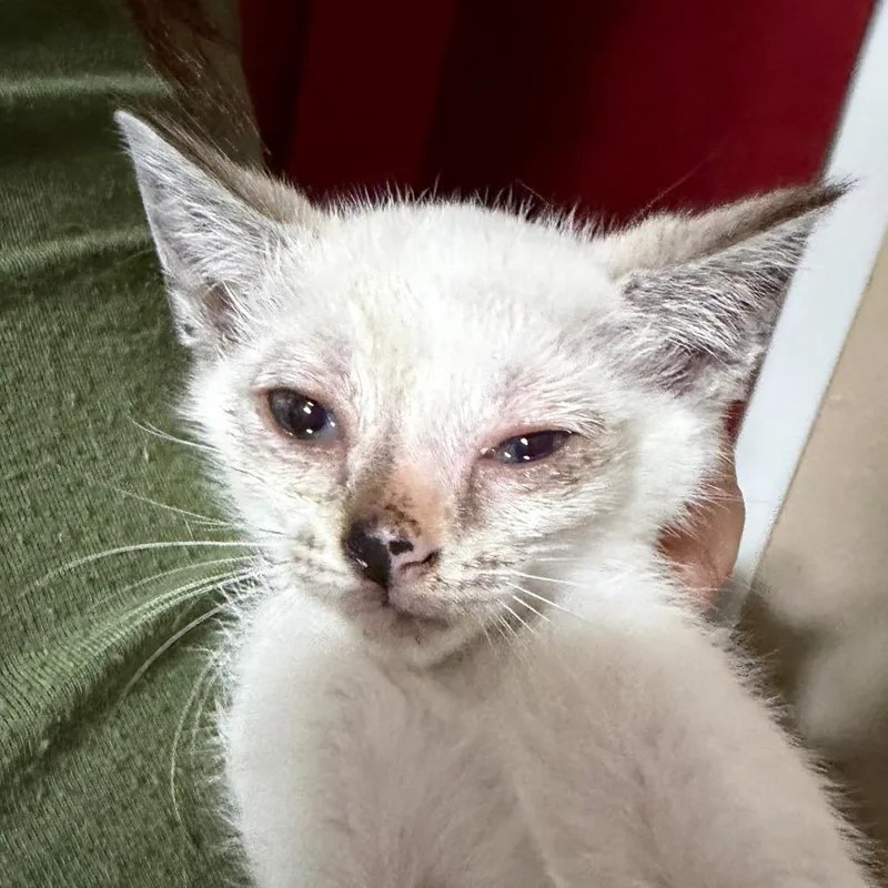 A baby small-sized female White Domestic Short Hair cat named Tina for adoption in Midland, TX