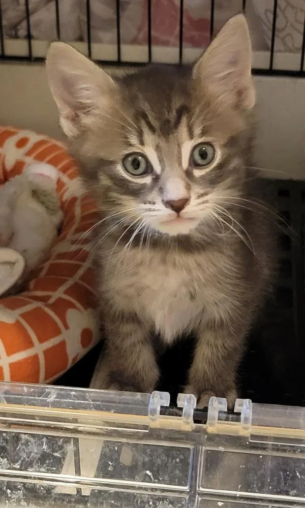 A baby small-sized male Gray / Blue / Silver Domestic Short Hair cat named Ramen for adoption in Greenbelt, MD