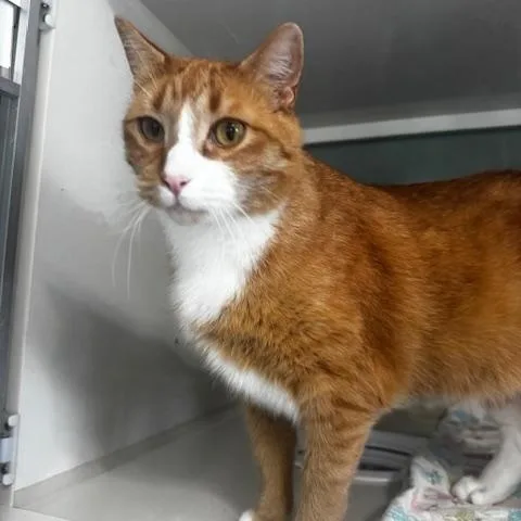 An adult medium-sized male Orange & White Domestic Short Hair cat named Dietrich for adoption in Hutchinson, MN