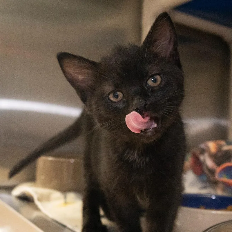 A baby medium-sized female Domestic Short Hair cat named Starfire for adoption in Shoreline, WA
