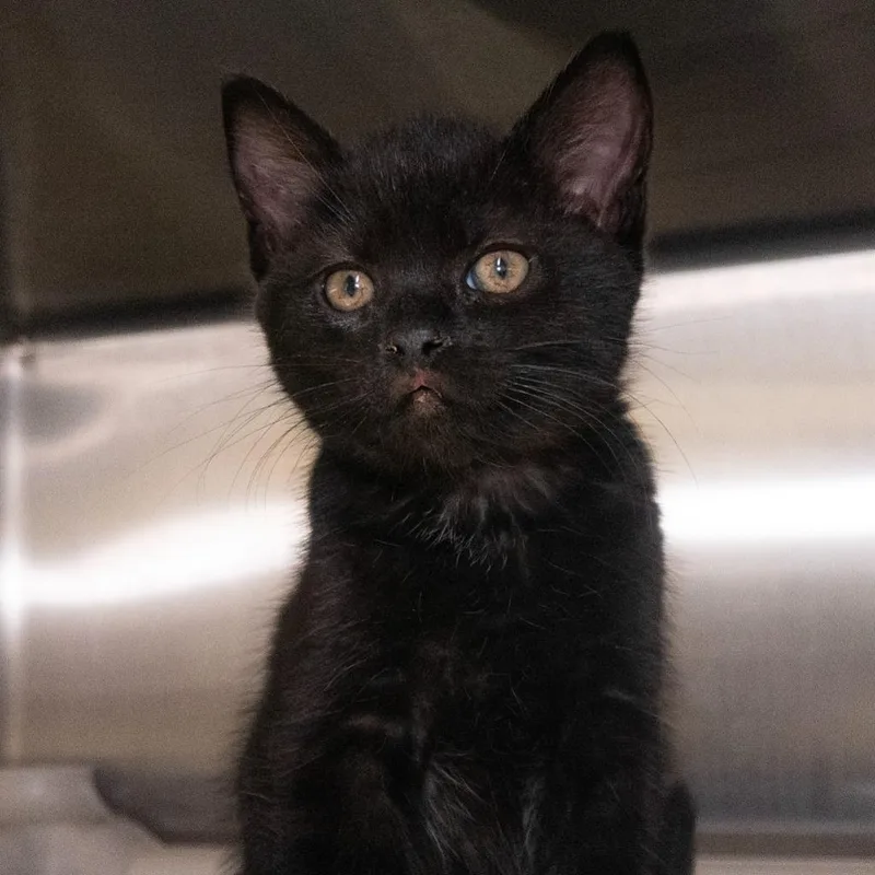 Starfire thumbnail 2