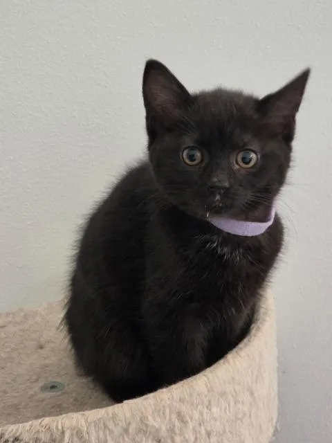 Starfire thumbnail 3