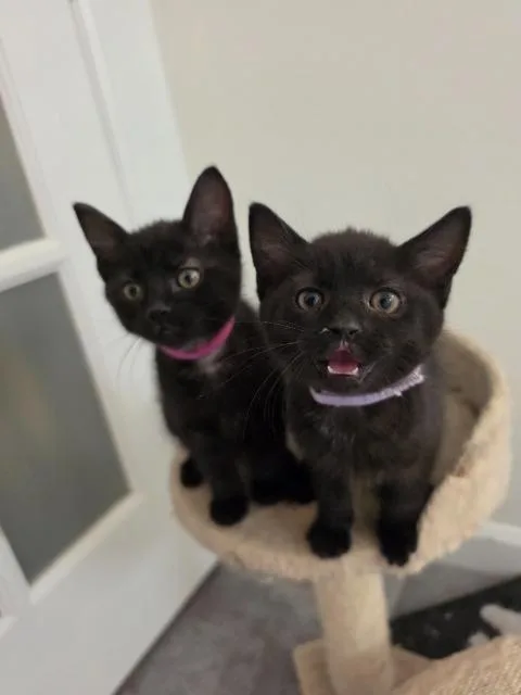 Starfire thumbnail 4