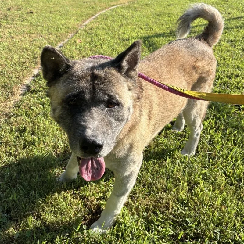 A senior large-sized female Yellow / Tan / Blond / Fawn Akita dog named Lilo for adoption in Greensboro, NC