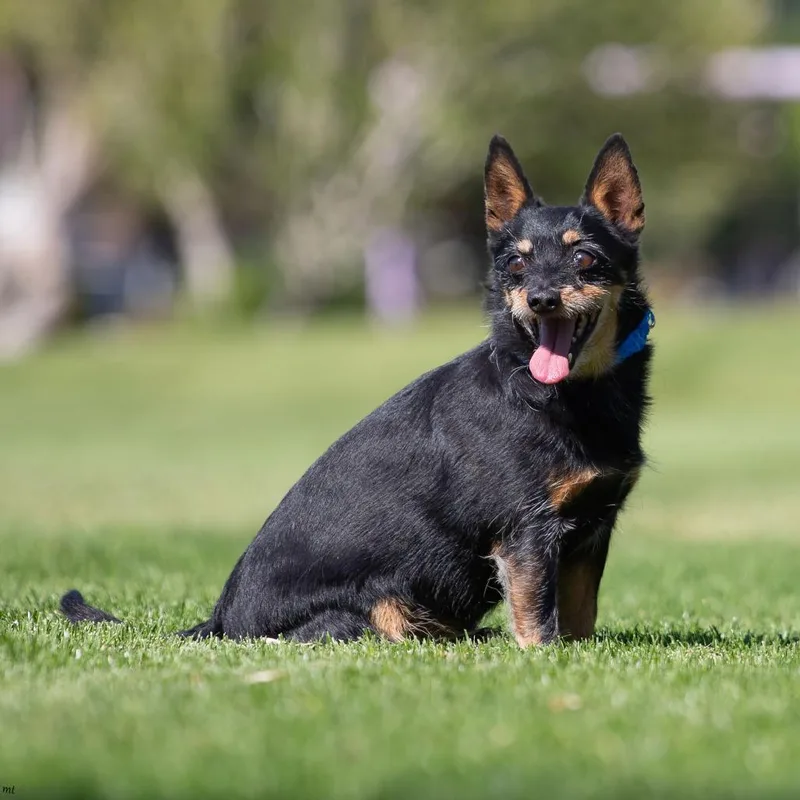 A senior small-sized male Black Chihuahua dog named Charlie for adoption in Washoe Valley, NV