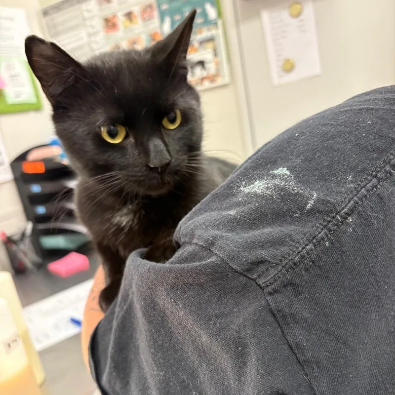 A young medium-sized male Black Domestic Short Hair cat named Meowgic Mike for adoption in Columbiana, AL