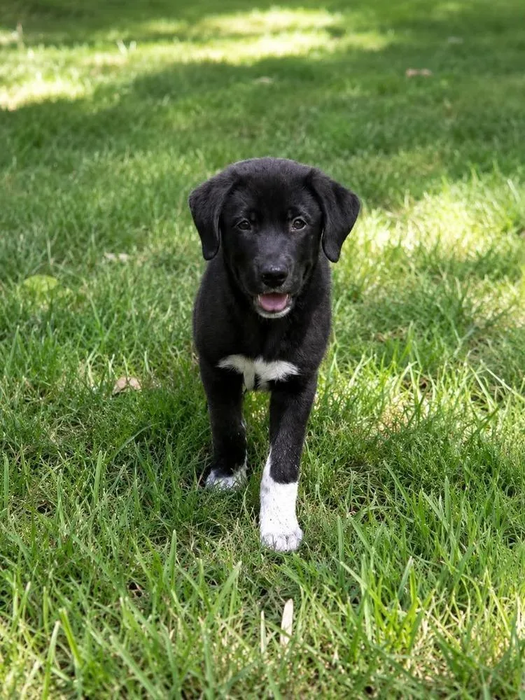 A baby large-sized female Tricolor (Brown, Black, & White) Labrador Retriever dog named Pippa for adoption in Shawnee, OK