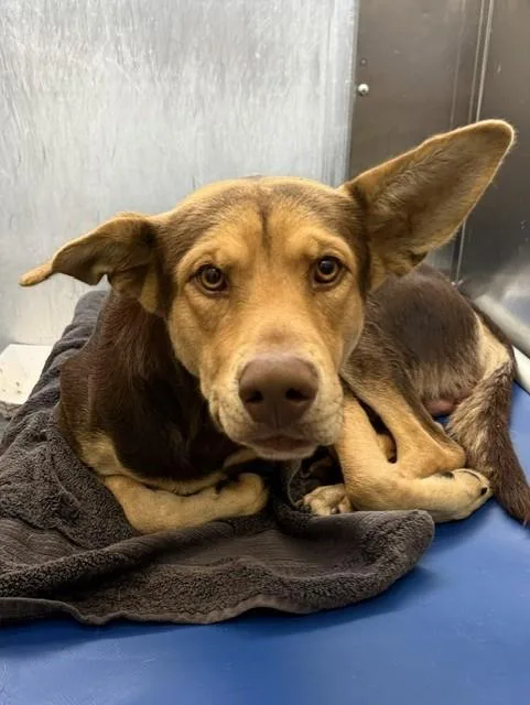 A young extra large-sized male German Pinscher dog named Jody for adoption in Dallas, TX