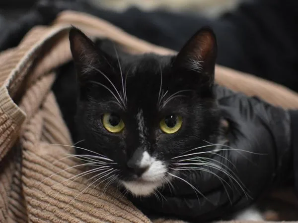 A young small-sized female Domestic Short Hair cat named Qusar for adoption in Portland, OR