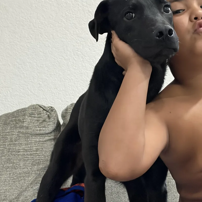 A young medium-sized male Black Black Labrador Retriever dog named Lucky for adoption in Mico, TX