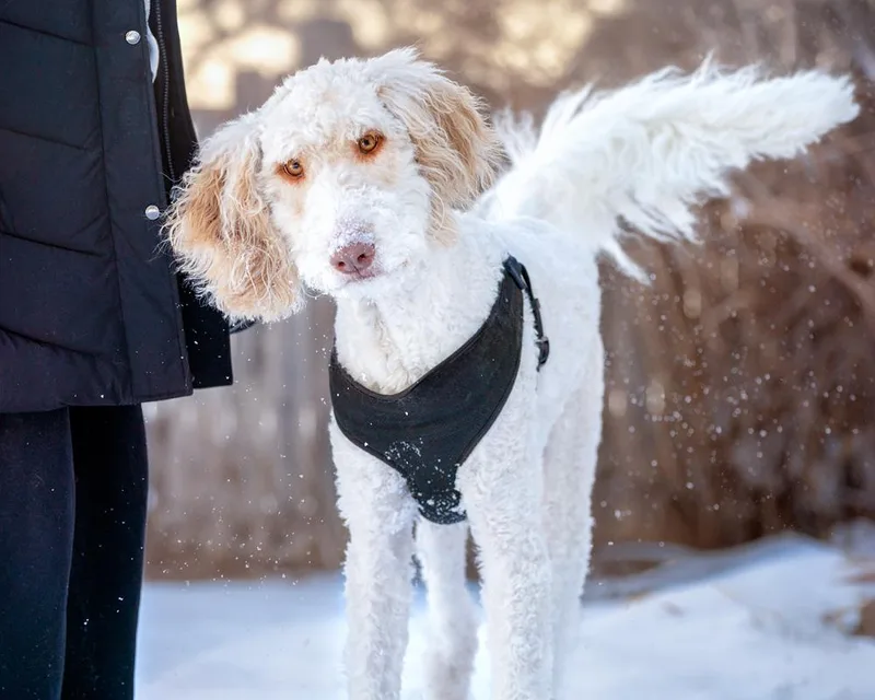 An adult large-sized male White / Cream Standard Poodle dog named Goose Pyr Poodle for adoption in Boulder, CO