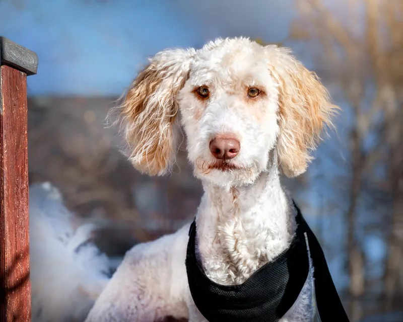 Goose  Pyr Poodle thumbnail 2