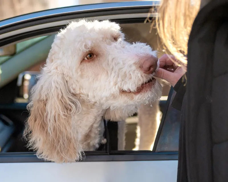 Goose  Pyr Poodle thumbnail 3