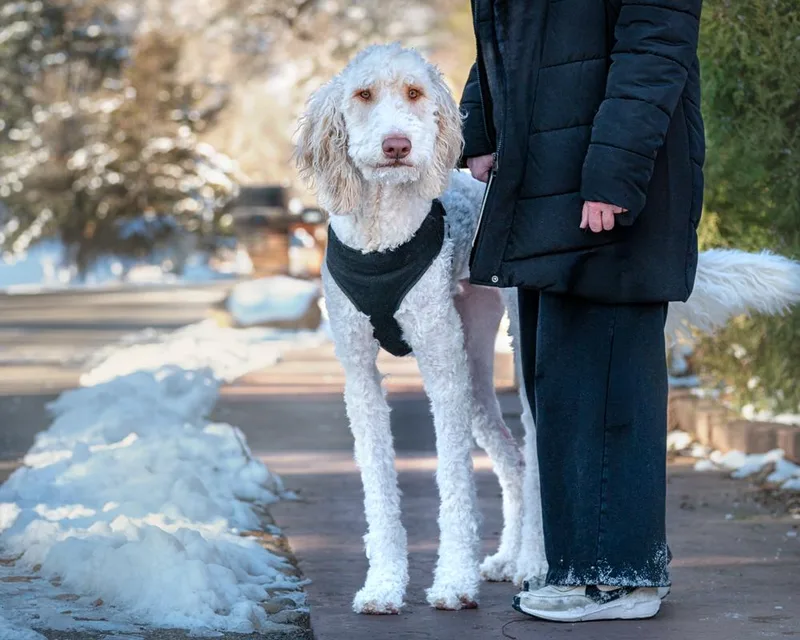 Goose  Pyr Poodle thumbnail 4