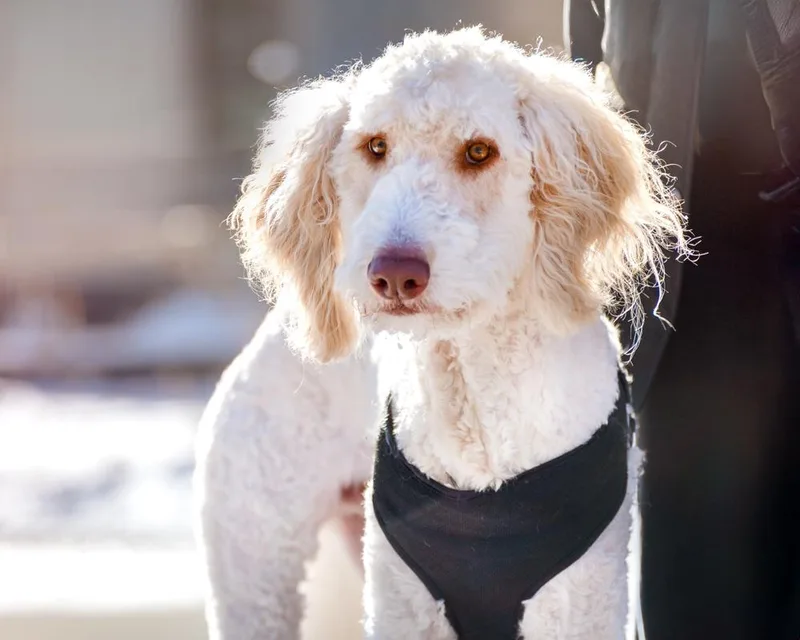 Goose  Pyr Poodle thumbnail 5
