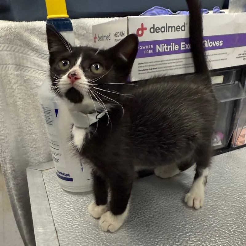 A baby small-sized male Black Domestic Short Hair cat named Suit for adoption in Spokane, WA