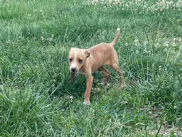 Bailey