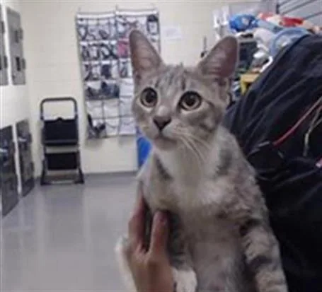 An adult small-sized female Domestic Short Hair cat named Honey for adoption in Denver, CO