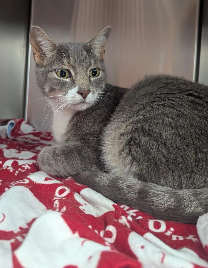 An adult medium-sized male Domestic Short Hair cat named Thor for adoption in Logan, UT