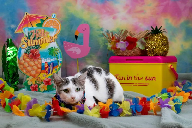An adult medium-sized female Tabby (Brown / Chocolate) Domestic Short Hair cat named Summer for adoption in Sevierville, TN