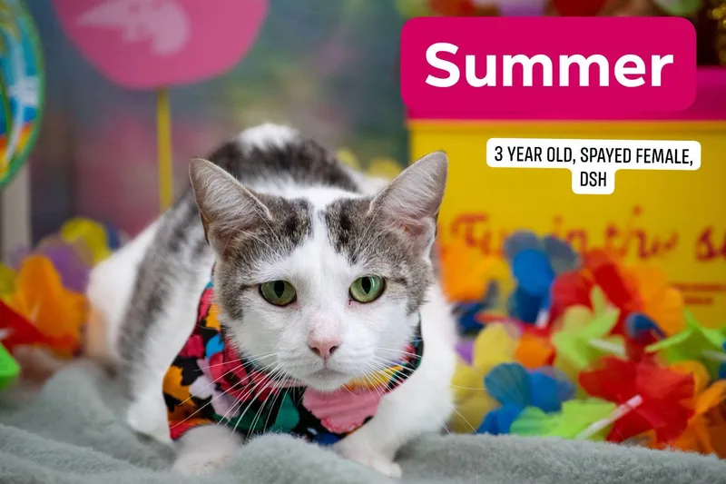 Summer thumbnail 2