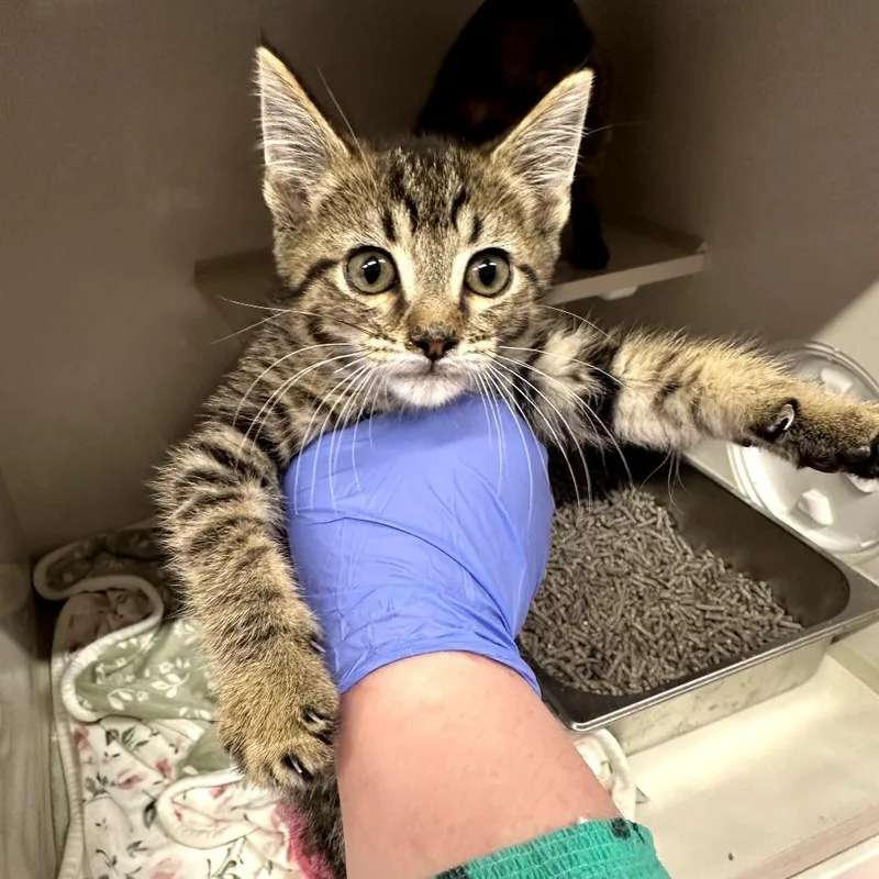 A baby small-sized male Brown / Chocolate Domestic Short Hair cat named Lego for adoption in Forest Park, IL