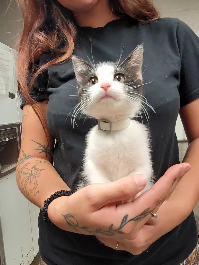 A baby small-sized female Domestic Short Hair cat named Tide Echo for adoption in Hopkinsville, KY