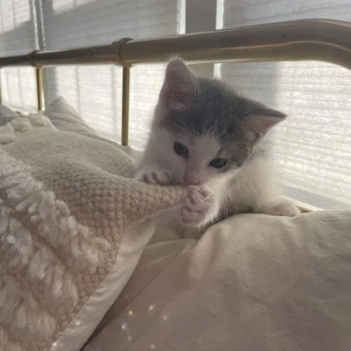 A baby small-sized female Domestic Short Hair cat named Ash for adoption in Fishers, IN