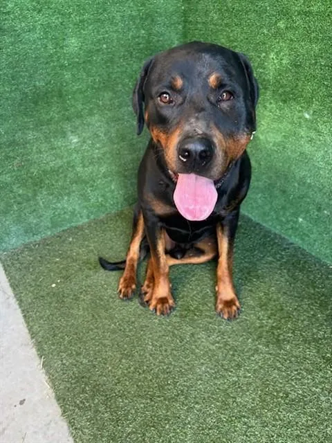 A young extra large-sized male Rottweiler dog named Gerald for adoption in Lancaster, CA