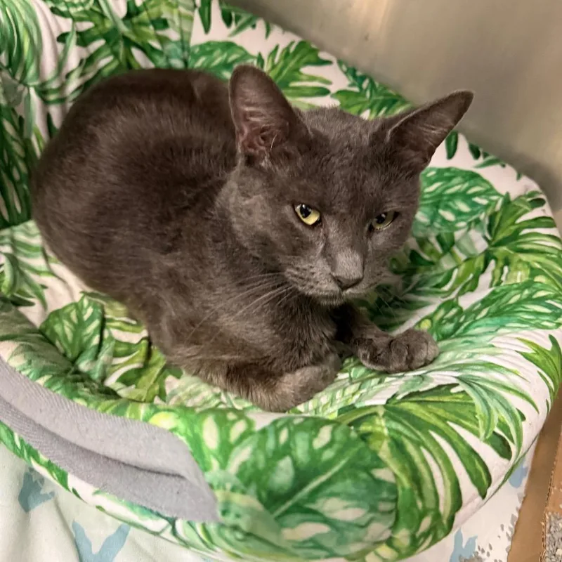 A young medium-sized female Gray / Blue / Silver Domestic Medium Hair cat named Snooki for adoption in Charleston, WV