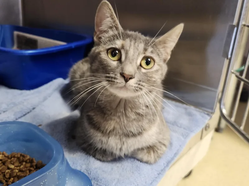 An adult medium-sized female Dilute Tortoiseshell Domestic Short Hair cat named Momma Melon for adoption in Reynoldsburg, OH