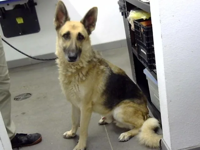 An adult large-sized male German Shepherd Dog dog named Bruno for adoption in Mesa, AZ