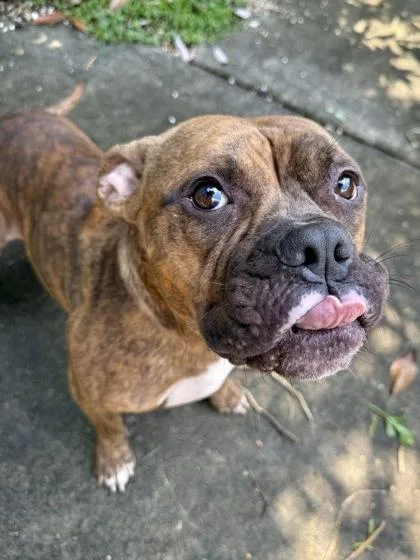 An adult medium-sized male Pit Bull Terrier dog named Tiger for adoption in New Orleans, LA