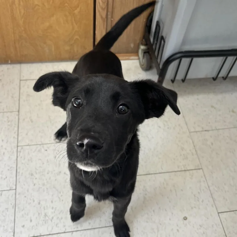 A baby small-sized female Black Mixed Breed dog named Kaitlyn for adoption in Columbiana, AL