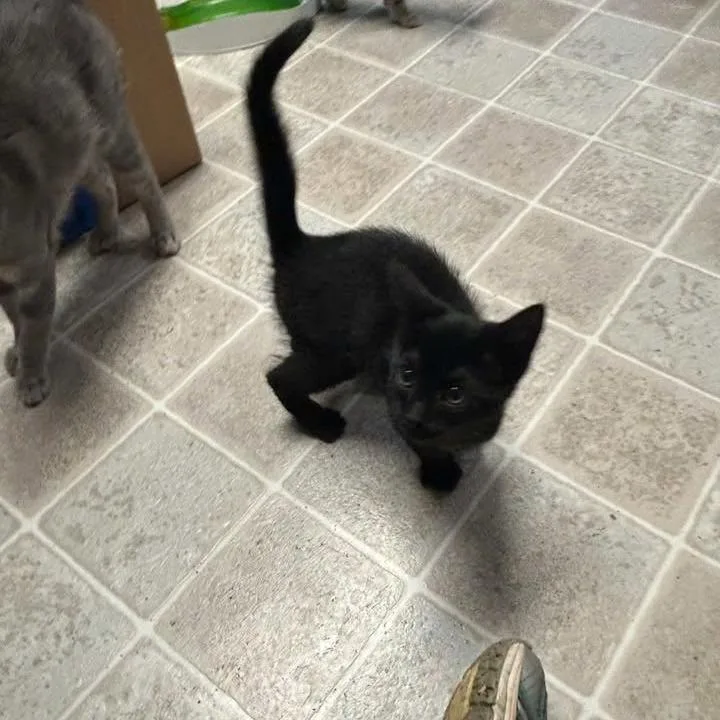 A baby small-sized female Black Domestic Short Hair cat named Marianne for adoption in Salem, WV