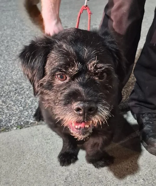 An adult medium-sized male Terrier dog named Pen  Axel for adoption in Lawrenceville, GA