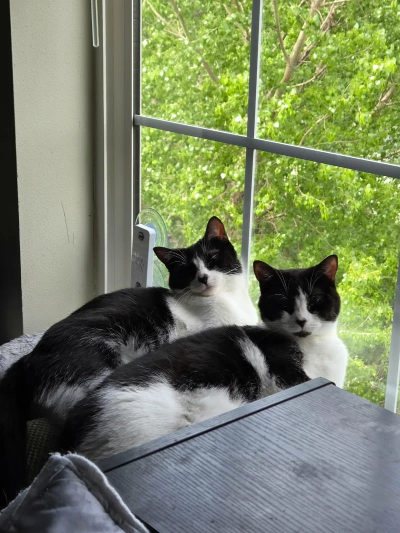 A young medium-sized female Black & White / Tuxedo Domestic Short Hair cat named Lily for adoption in Sioux Falls, SD