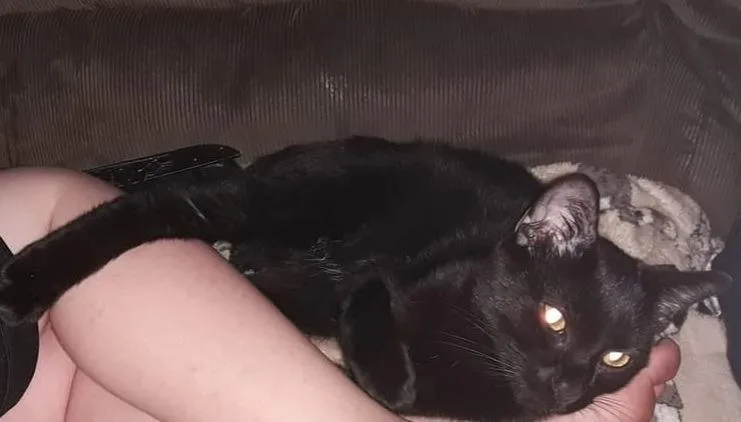 An adult small-sized male Domestic Short Hair cat named Binx for adoption in Ballwin, MO