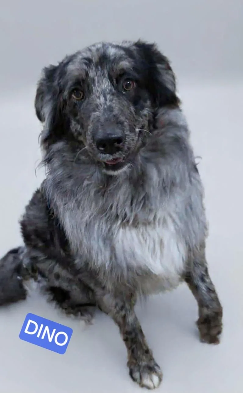 Dino