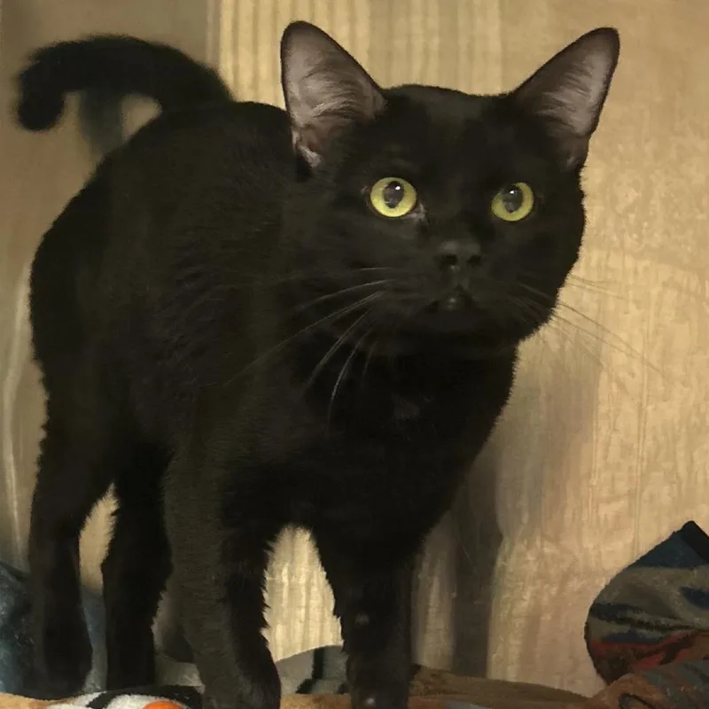 An adult medium-sized male Domestic Short Hair cat named Vader for adoption in Caryville, TN