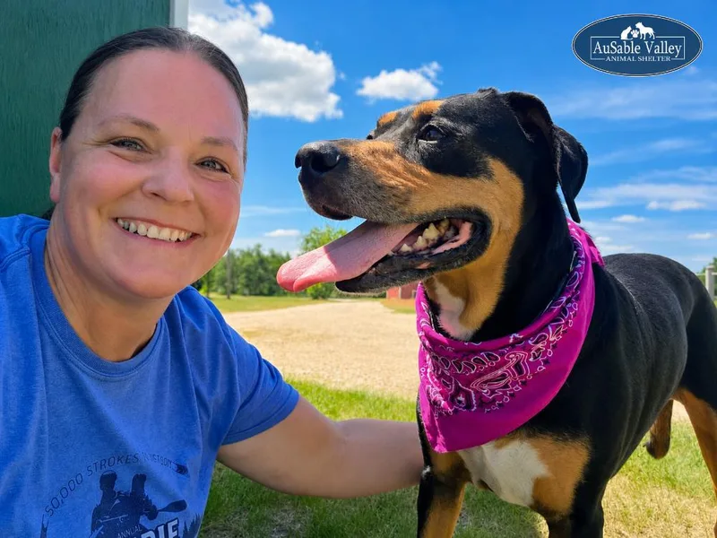 An adult large-sized female Bicolor Border Collie dog named Daisy for adoption in Grayling, MI