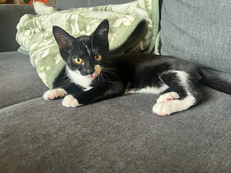 A young small-sized male Black & White / Tuxedo Domestic Short Hair cat named Miso for adoption in Murfreesboro, TN