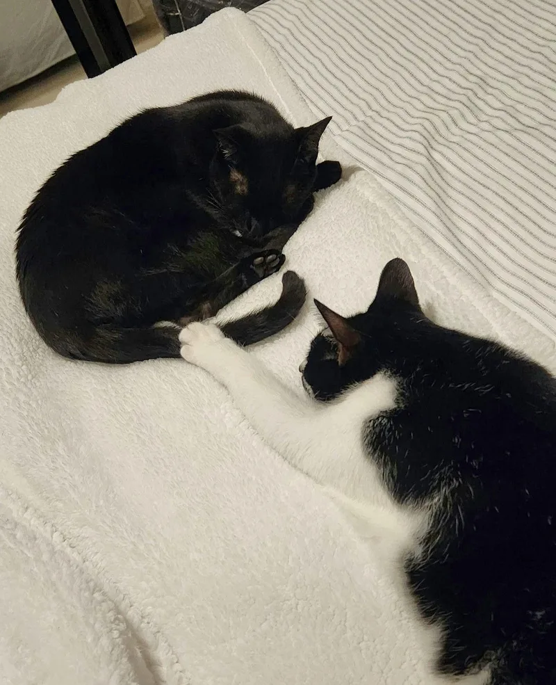 A senior medium-sized male Black Domestic Short Hair cat named Harley for adoption in Houston, TX