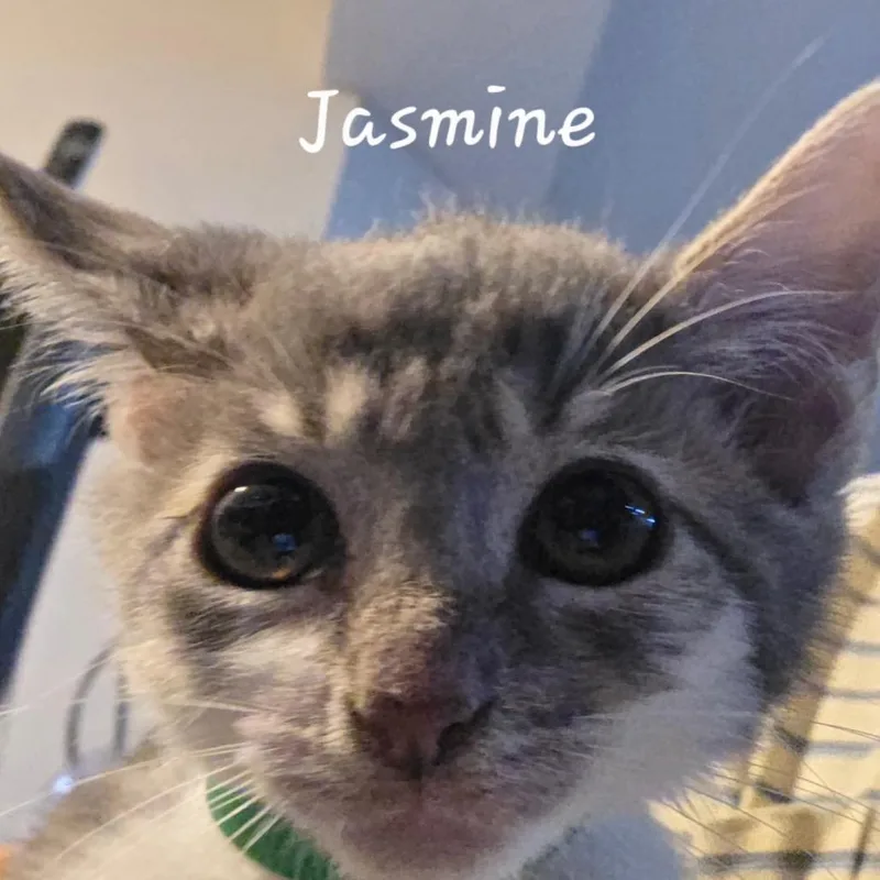 A baby small-sized female Gray / Blue / Silver Domestic Short Hair cat named Jasmine for adoption in Waldorf, MD