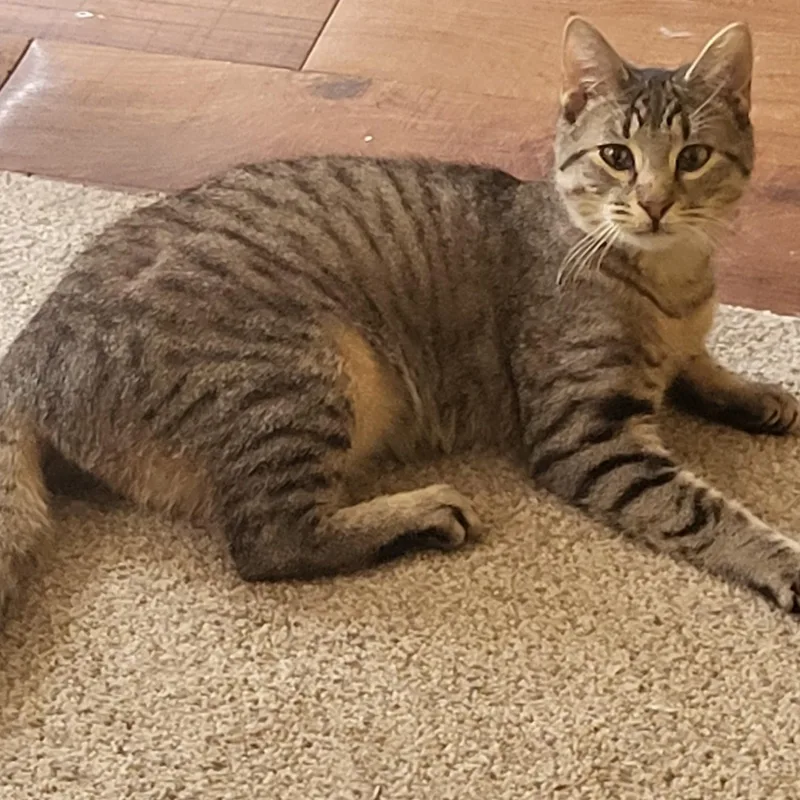 A baby small-sized female Tabby (Brown / Chocolate) American Shorthair cat named Pickles for adoption in Bennington, VT