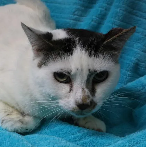 An adult medium-sized male Domestic Short Hair cat named Emory for adoption in Thief River Falls, MN