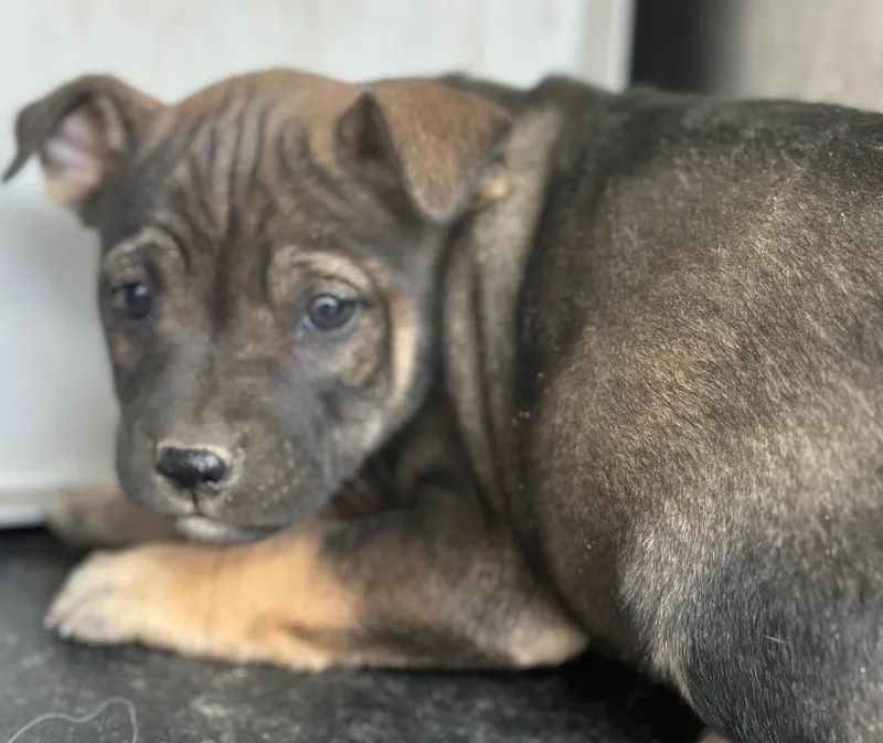 North Elm Pup Motorola