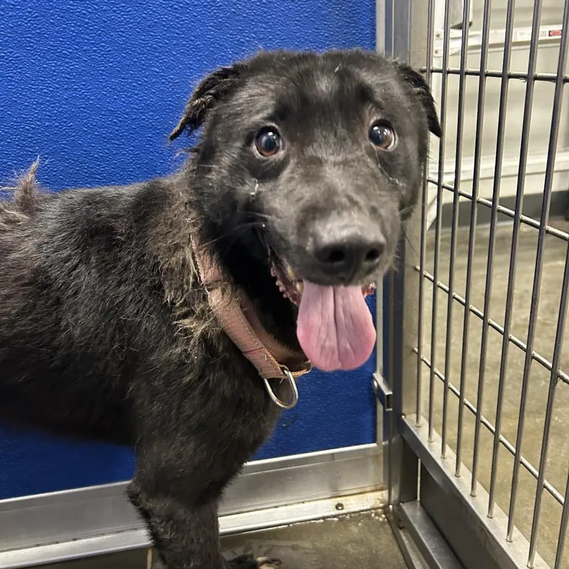 An adult large-sized male Black Mixed Breed dog named Bingo for adoption in Dickinson, TX