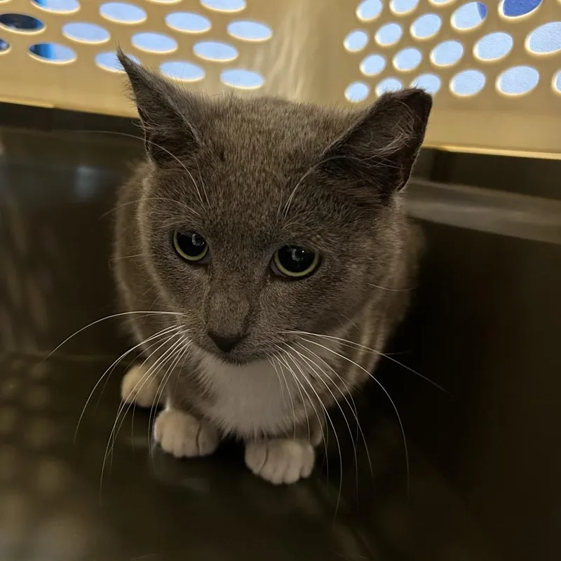 Margarita thumbnail 2