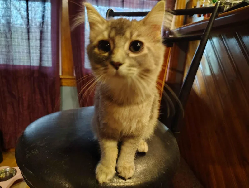 A baby medium-sized female Domestic Short Hair cat named Barley for adoption in Nashville, TN